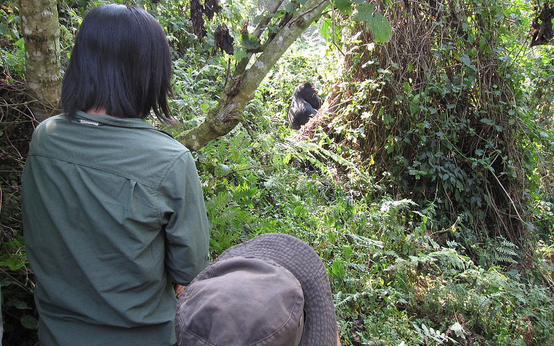 3 Days Lifetime/ Rewarding Gorilla Trekking Experience in Uganda