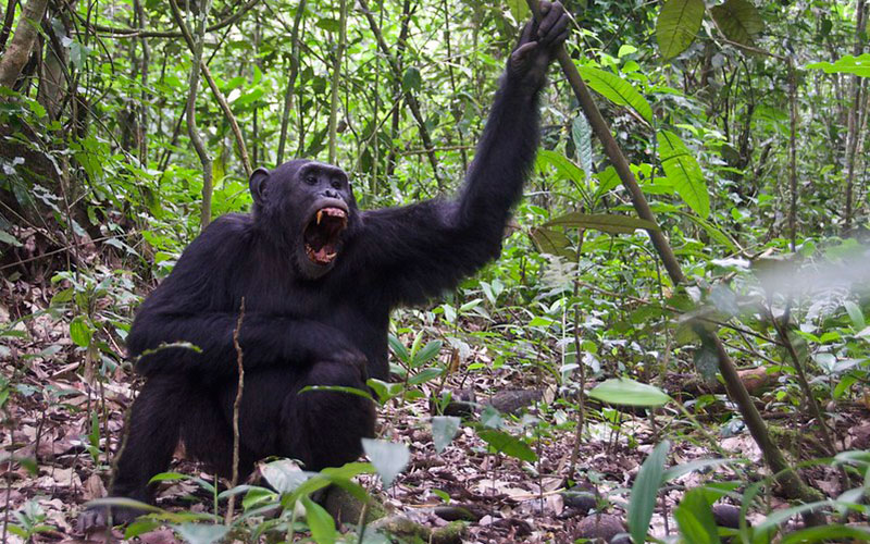 3 Days Ultimate Chimpanzee Tracking