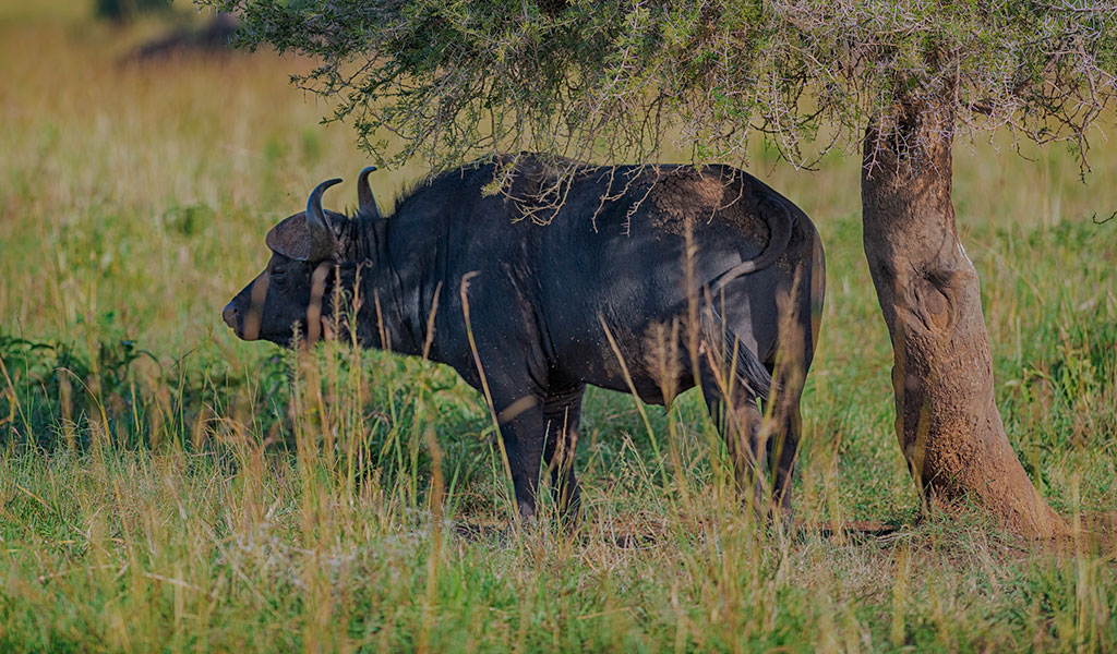 Kidepo Valley National Park