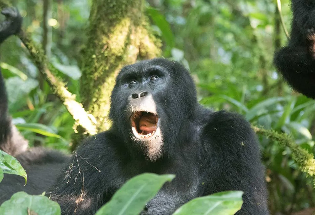 3 Days Fly-In Gorilla Tracking Tour