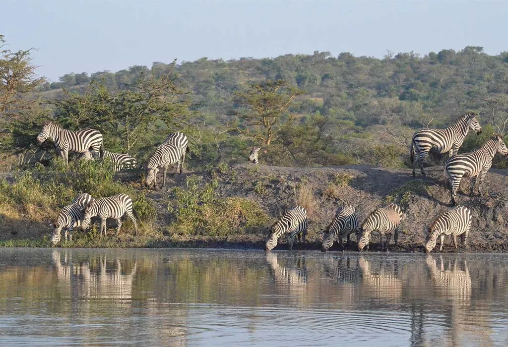 3 Days Lake Mburo National Park Safari