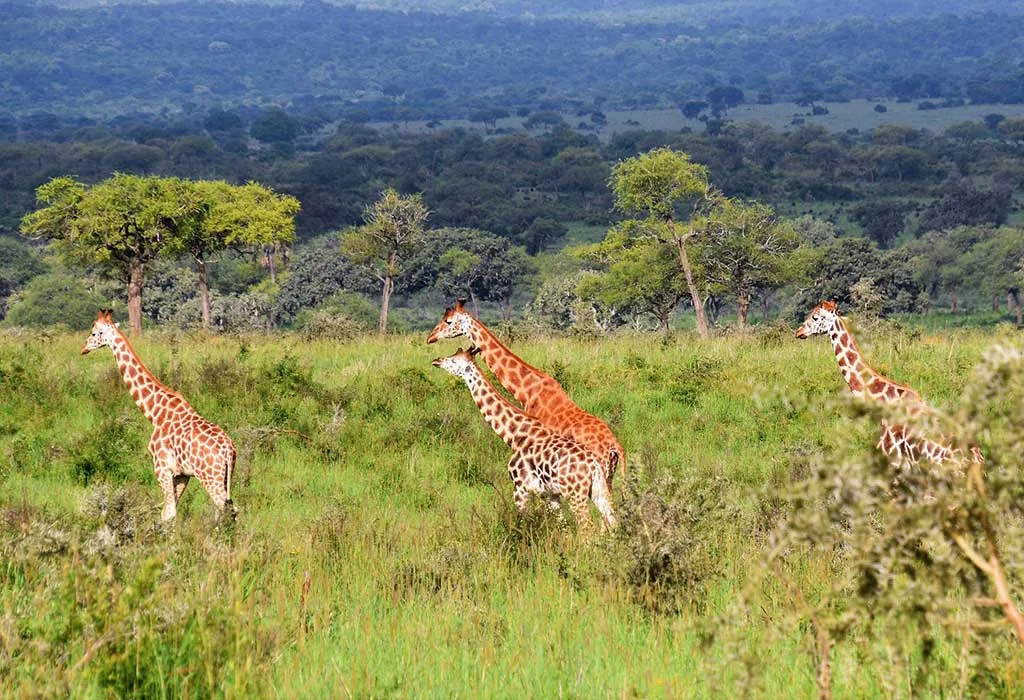 4 Days Kidepo Valley Fly-In Safari