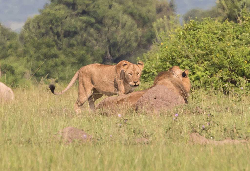 Murchison Falls National Park
