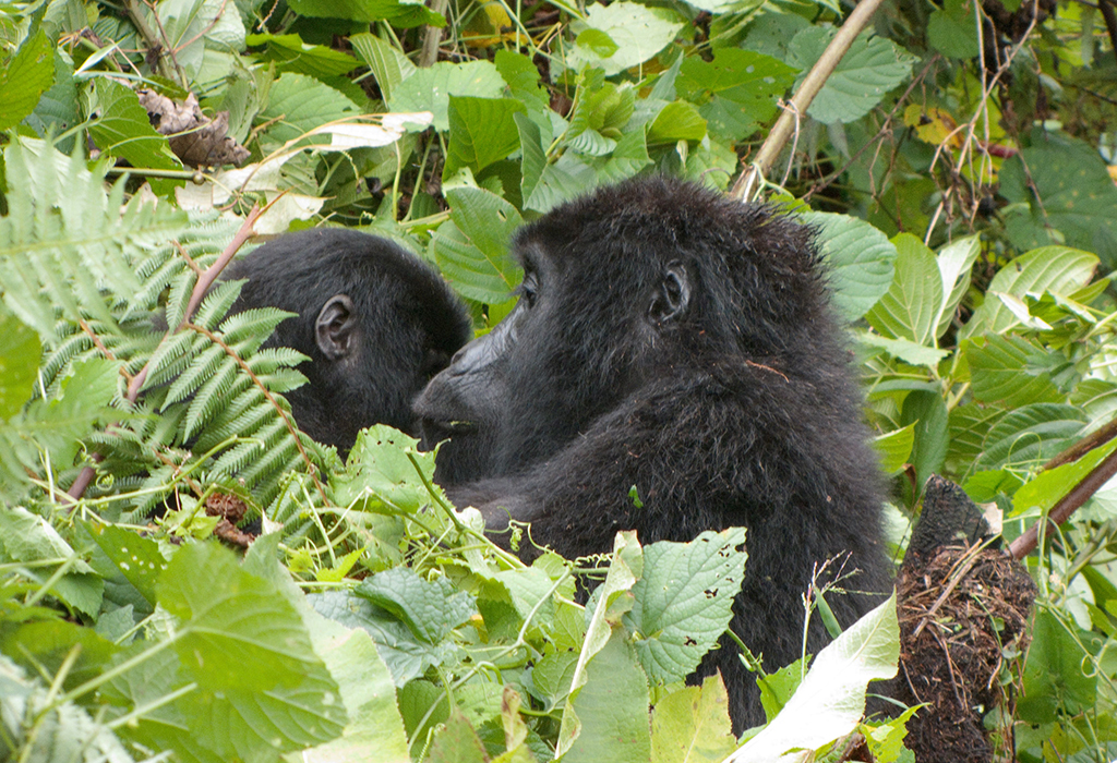 11 Days Uganda Primates and Wildlife Safari