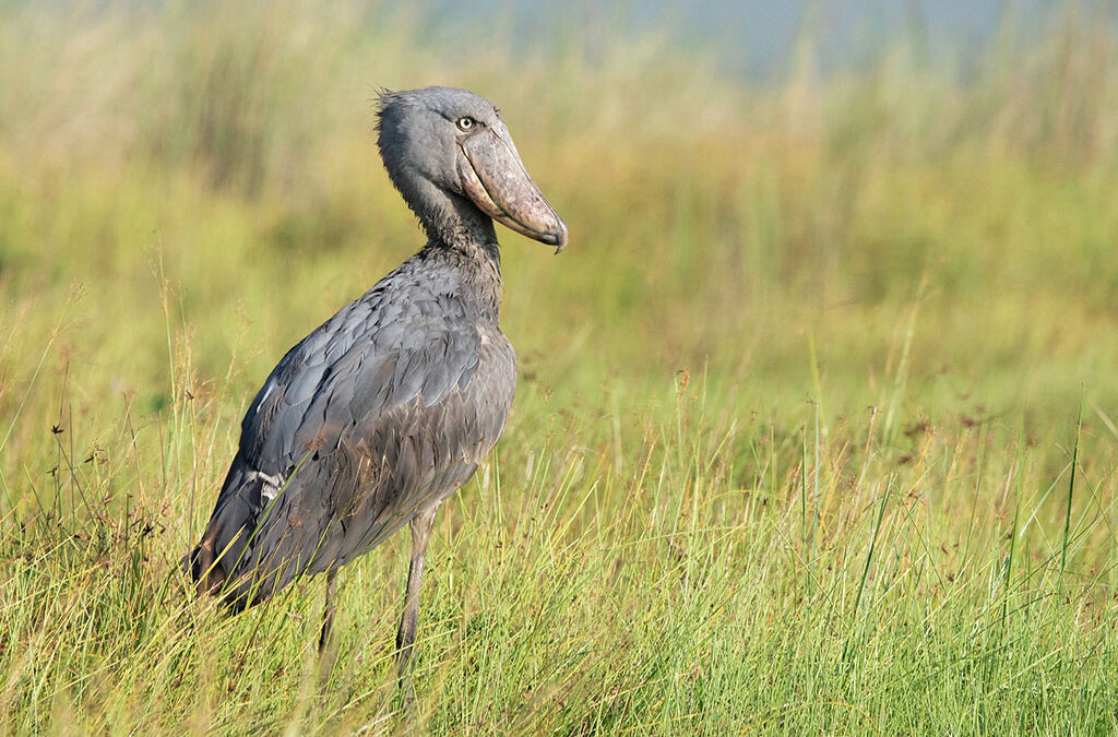 Best Birding Spots in Uganda