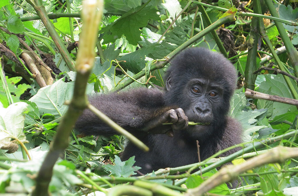 A Comprehensive Guide To Gorilla trekking in Uganda