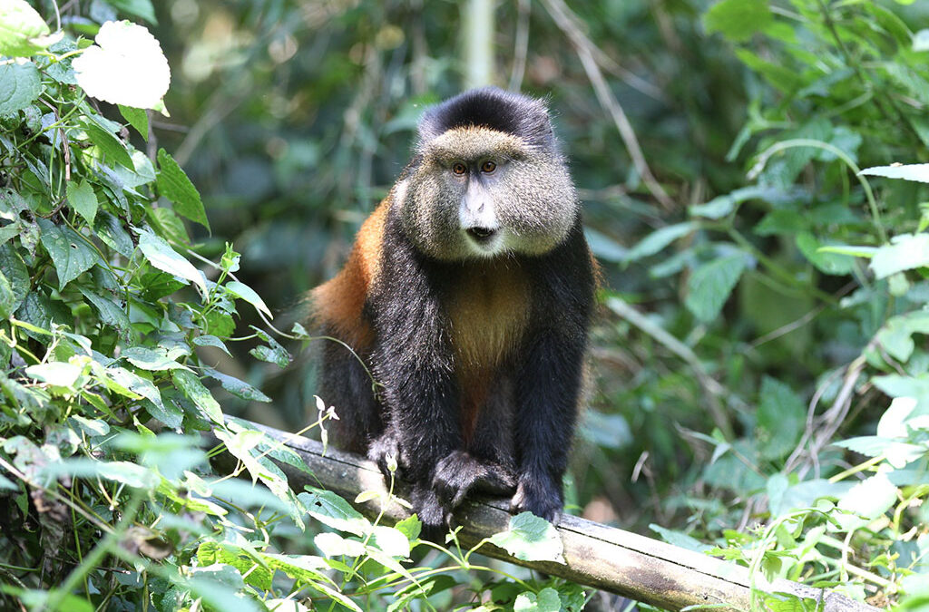 How many hours can I be allocated for golden monkey tracking in Mgahinga national park