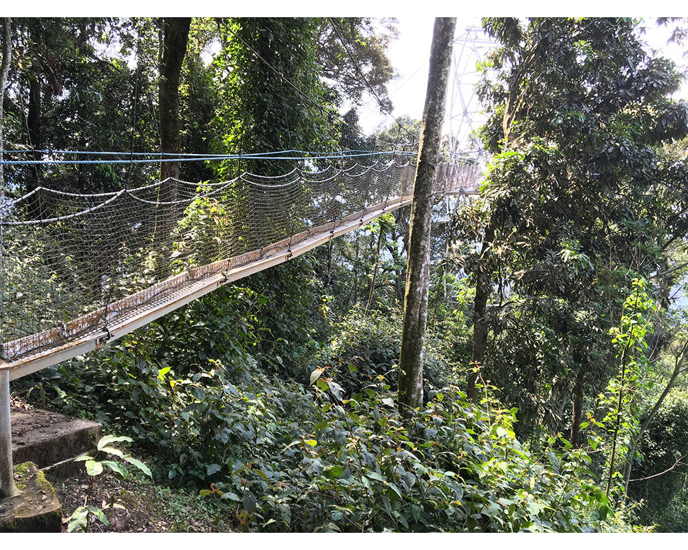 Nyungwe Forest National Park