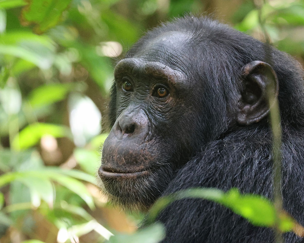 3 Days Ultimate Chimpanzee Tracking