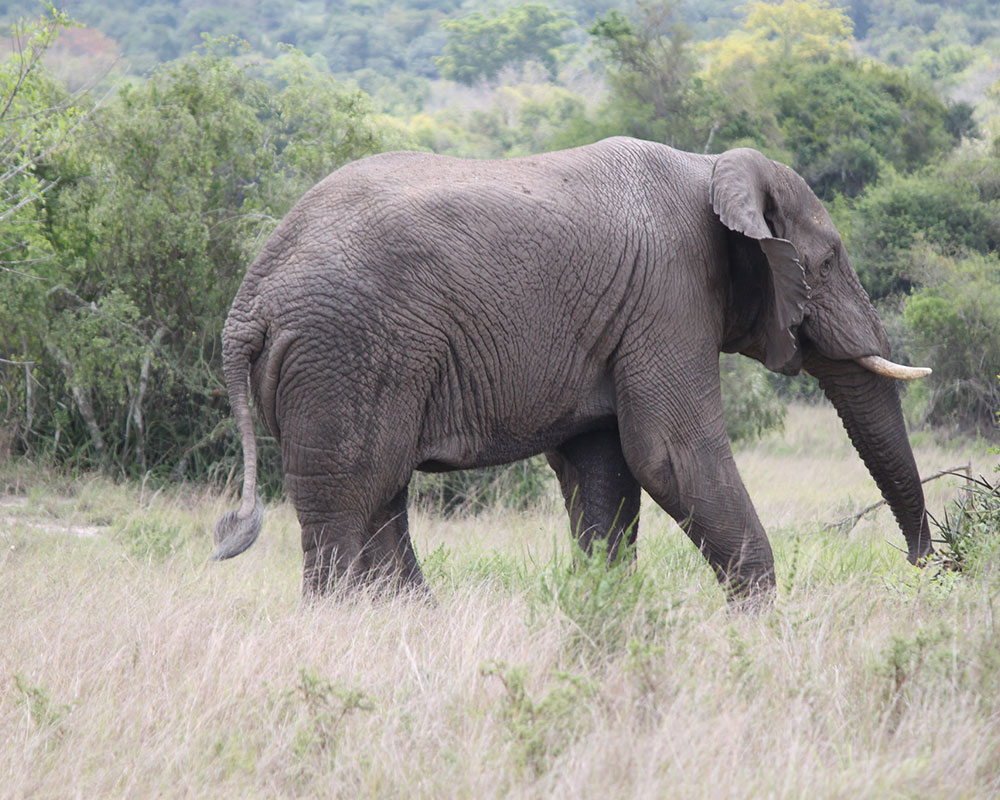 10 Day Uganda Wildlife Safari and its Nature