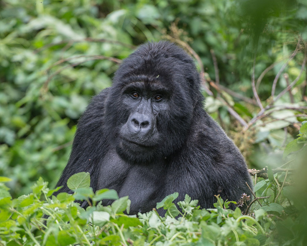 7 Days Explore Uganda Safari – Primates & Wildlife Tour 