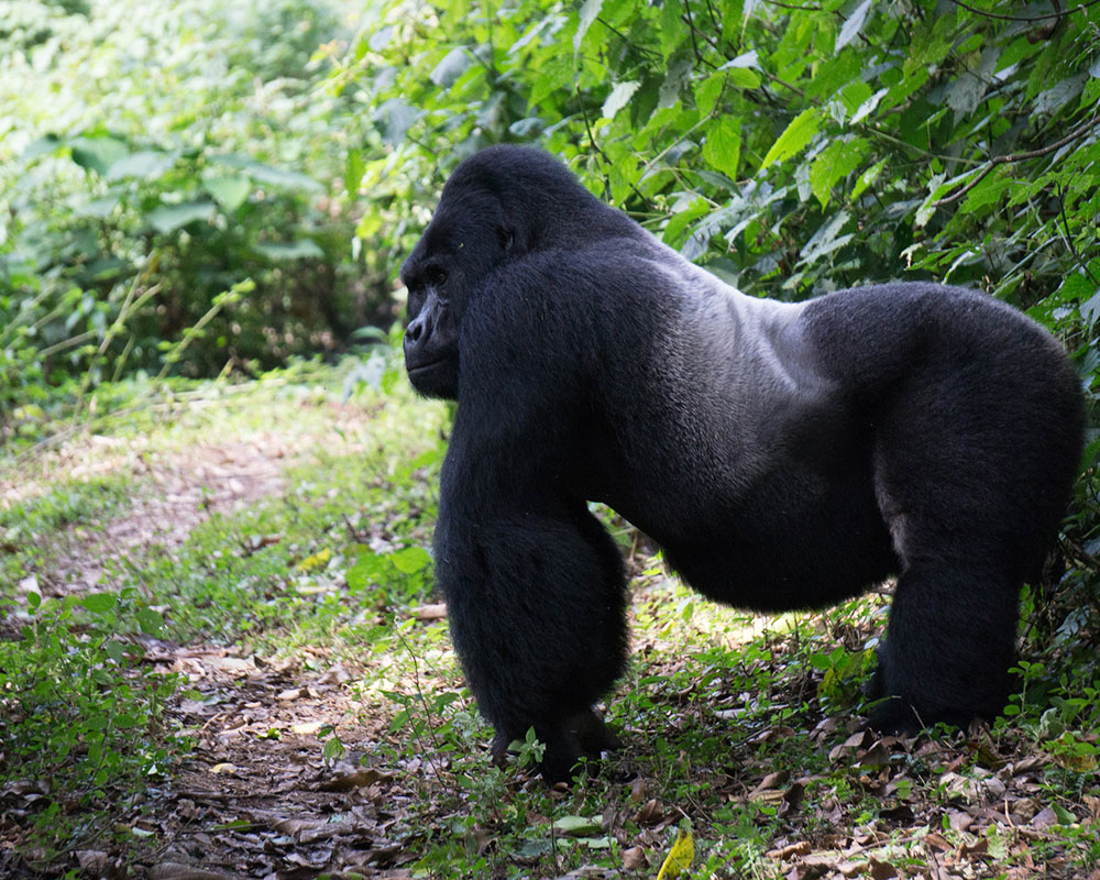 5 Days Gorilla Trekking & Wildlife Tour In Uganda