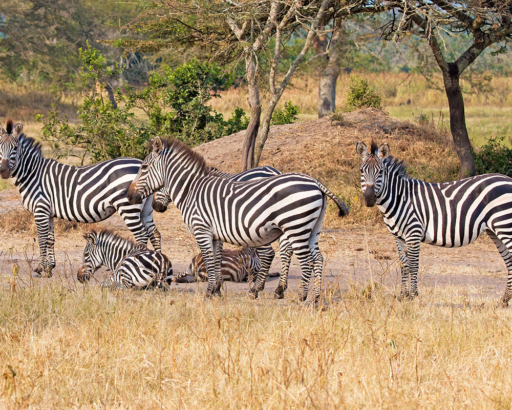 3 Days Wildlife Encounter – Murchison Falls NP