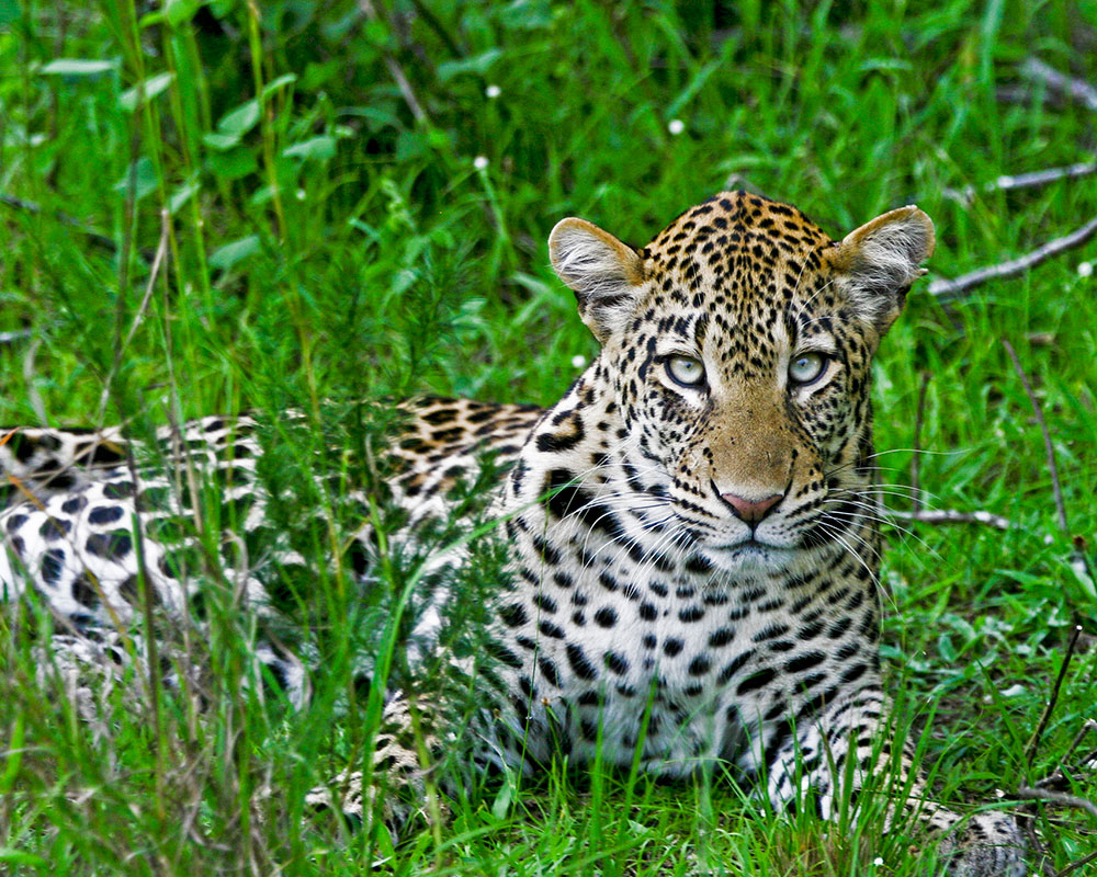 Queen Queen Elizabeth National Park